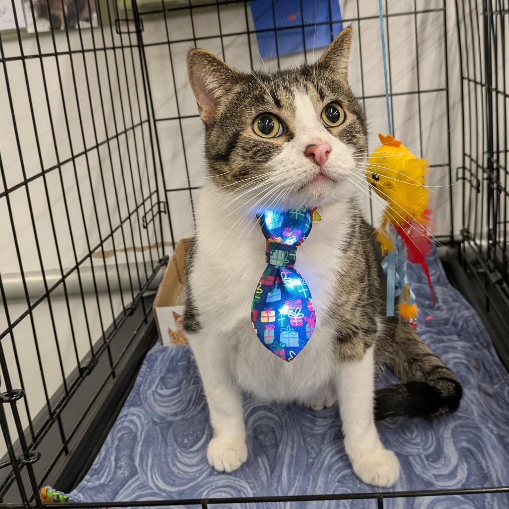 Enlarge Mr Cat, a Adoptable Domestic Short Hair in Overland Park, KS image 2/5