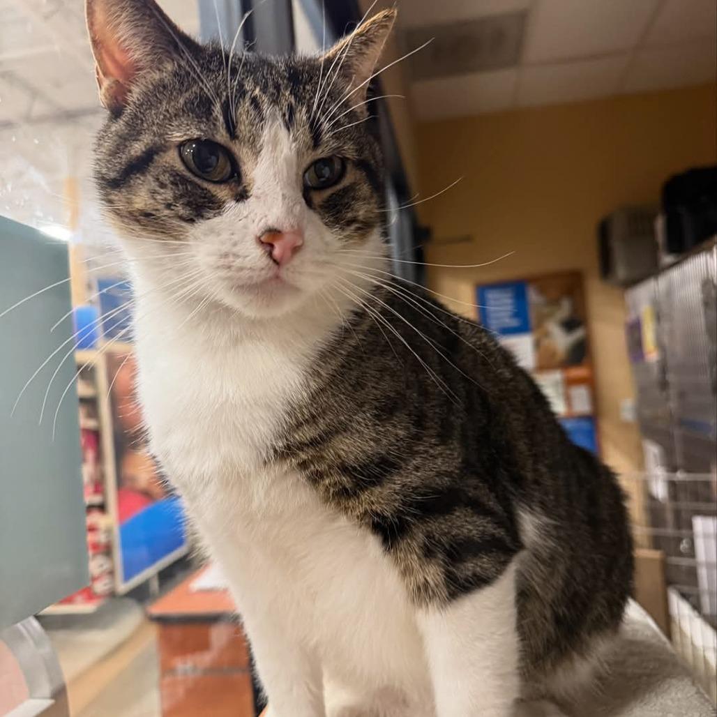 Enlarge Mr Cat, a Adoptable Domestic Short Hair in Overland Park, KS image 2/4