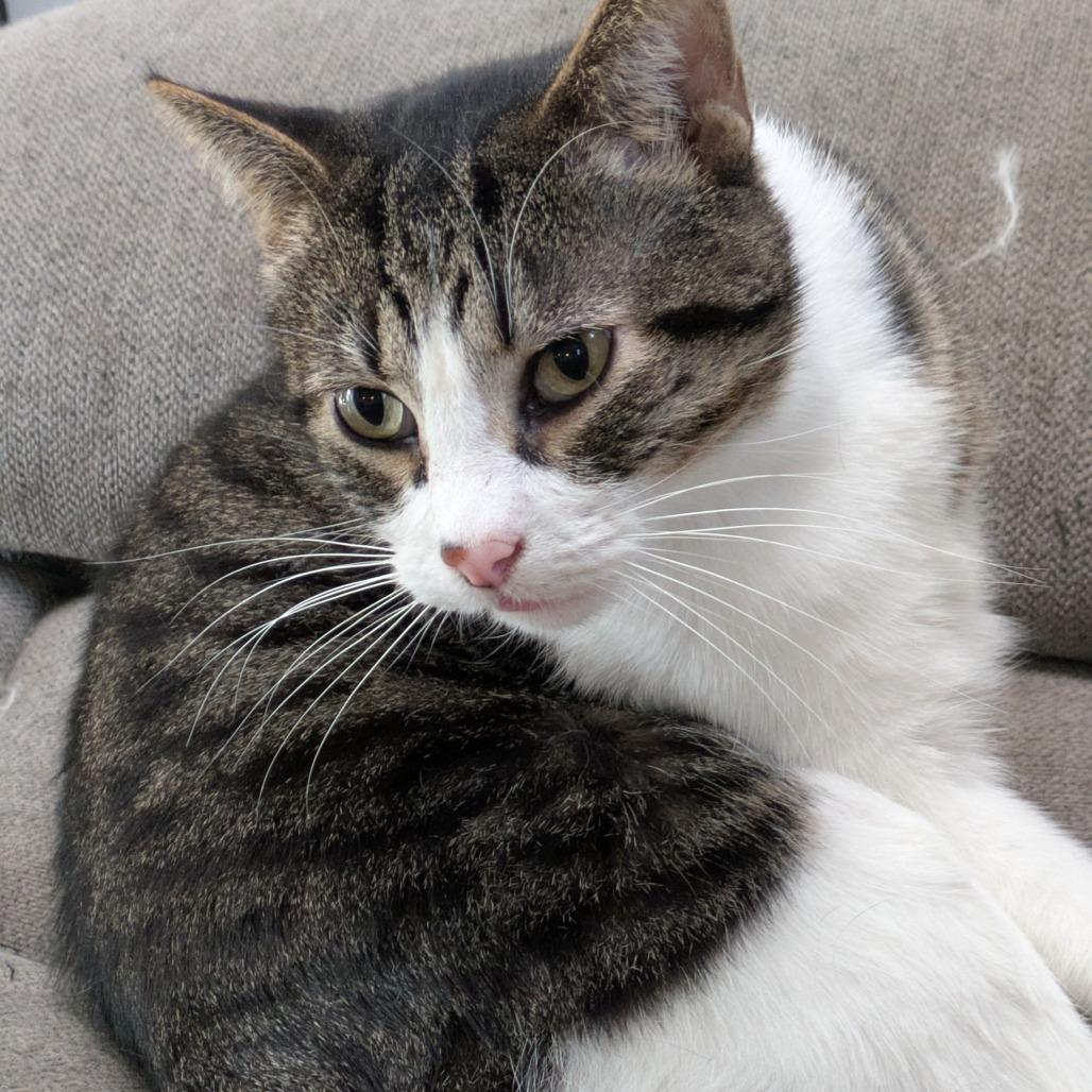 Mr Cat, a Adoptable Domestic Short Hair in Overland Park, KS image 2/3