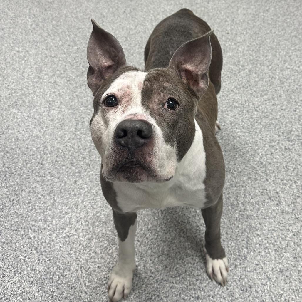 Goober, Adoptable, Adult Male American Staffordshire Terrier.