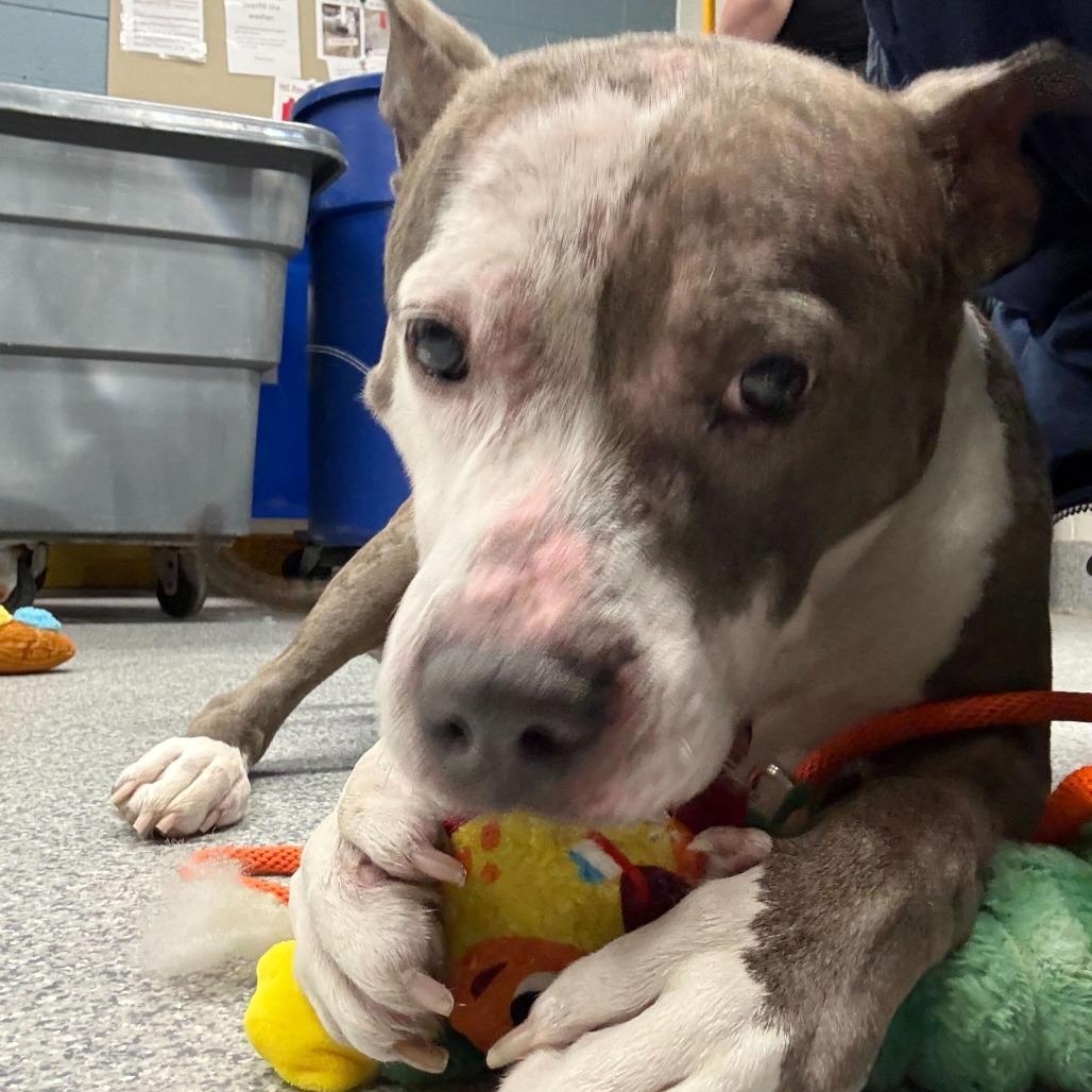 Goober, a Adoptable American Staffordshire Terrier in Grand Rapids, MI image 2/5