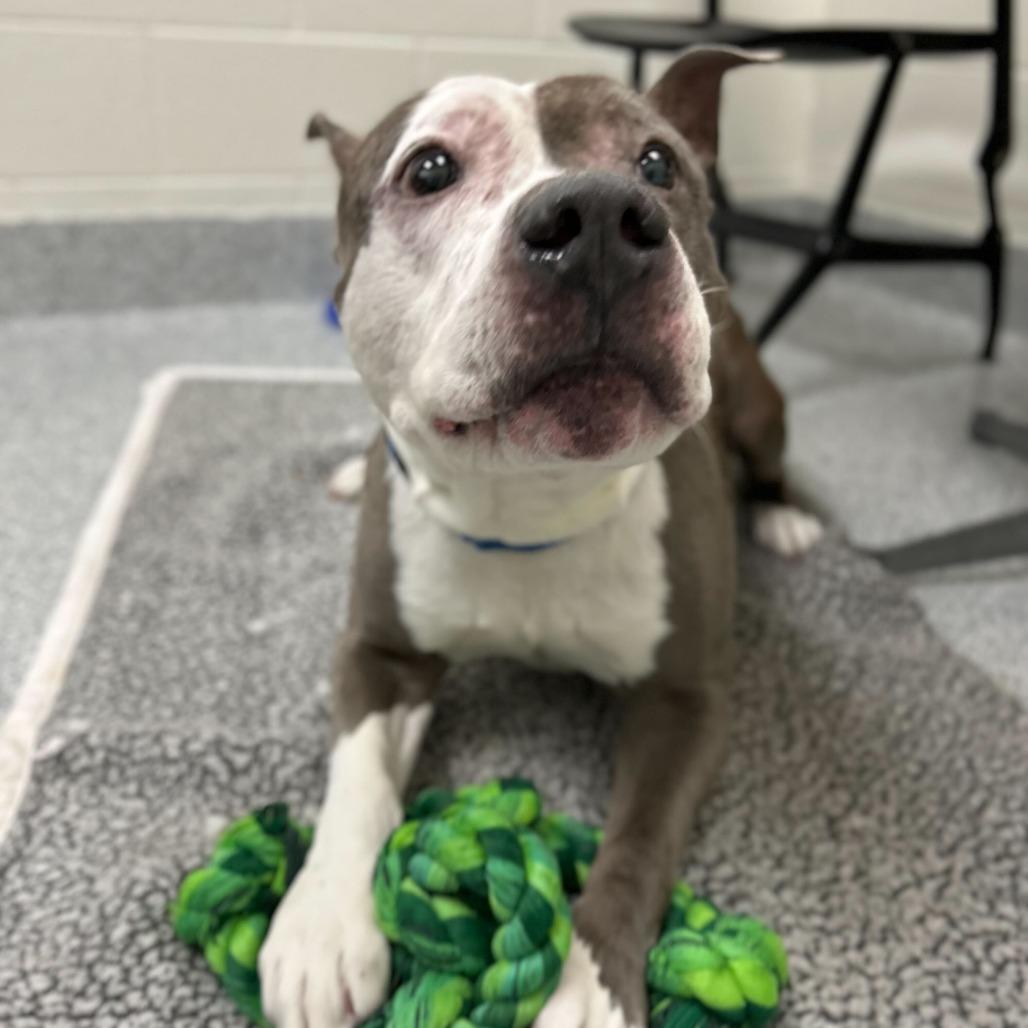Goober, a Adoptable American Staffordshire Terrier in Grand Rapids, MI image 3/5