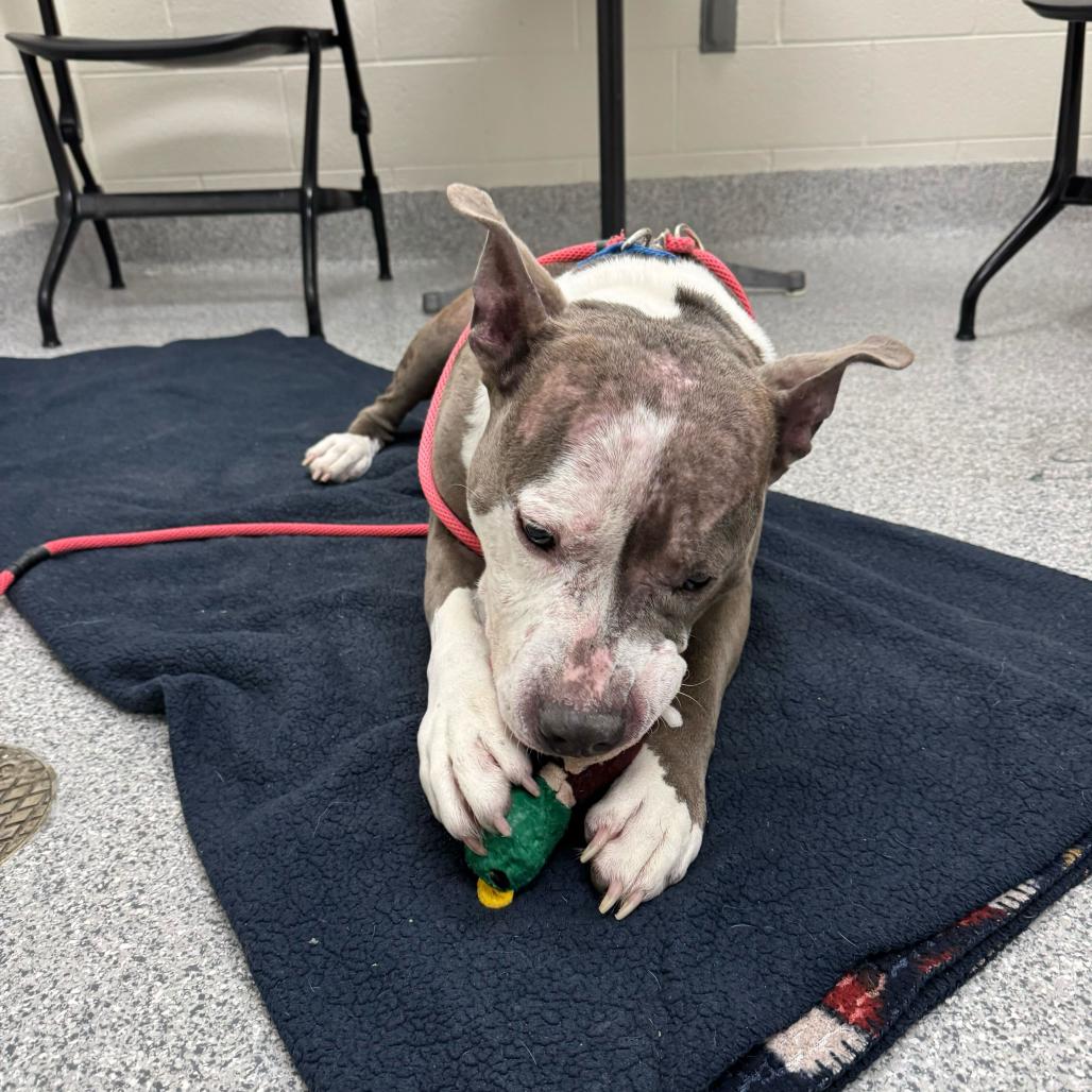 Goober, a Adoptable American Staffordshire Terrier in Grand Rapids, MI image 5/5