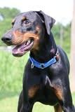 Greenie, a Adoptable mixed breed in Columbia, TN image 1/5