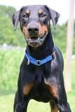 Greenie, a Adoptable mixed breed in Columbia, TN image 2/5