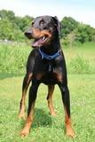 Greenie, a Adoptable mixed breed in Columbia, TN image 3/5