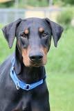 Greenie, a Adoptable mixed breed in Columbia, TN image 4/5