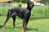 Greenie, a Adoptable mixed breed in Columbia, TN image 5/5