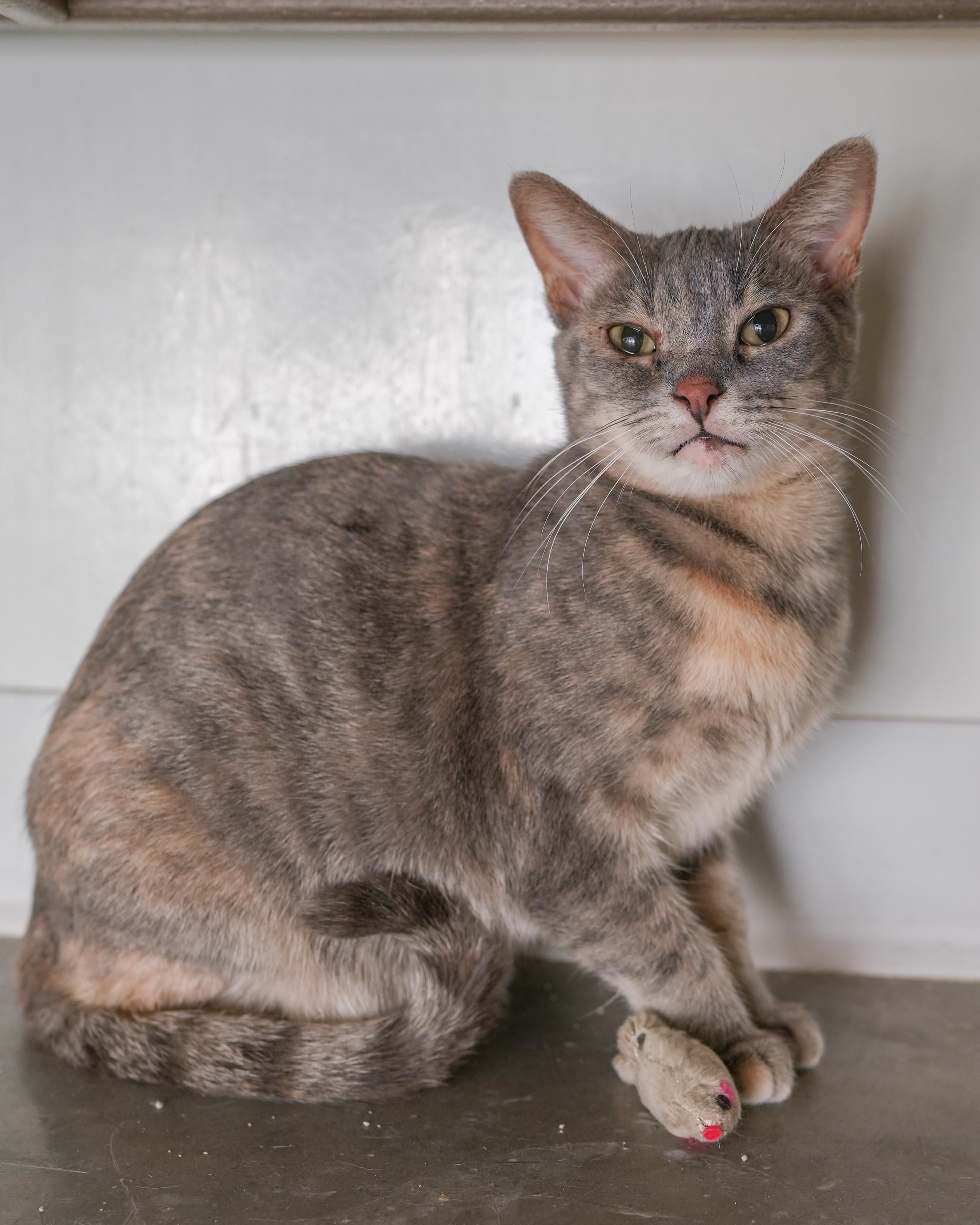 Enlarge Gretchen, a ADOPTABLE Domestic Short Hair in Boise, ID image 4/4