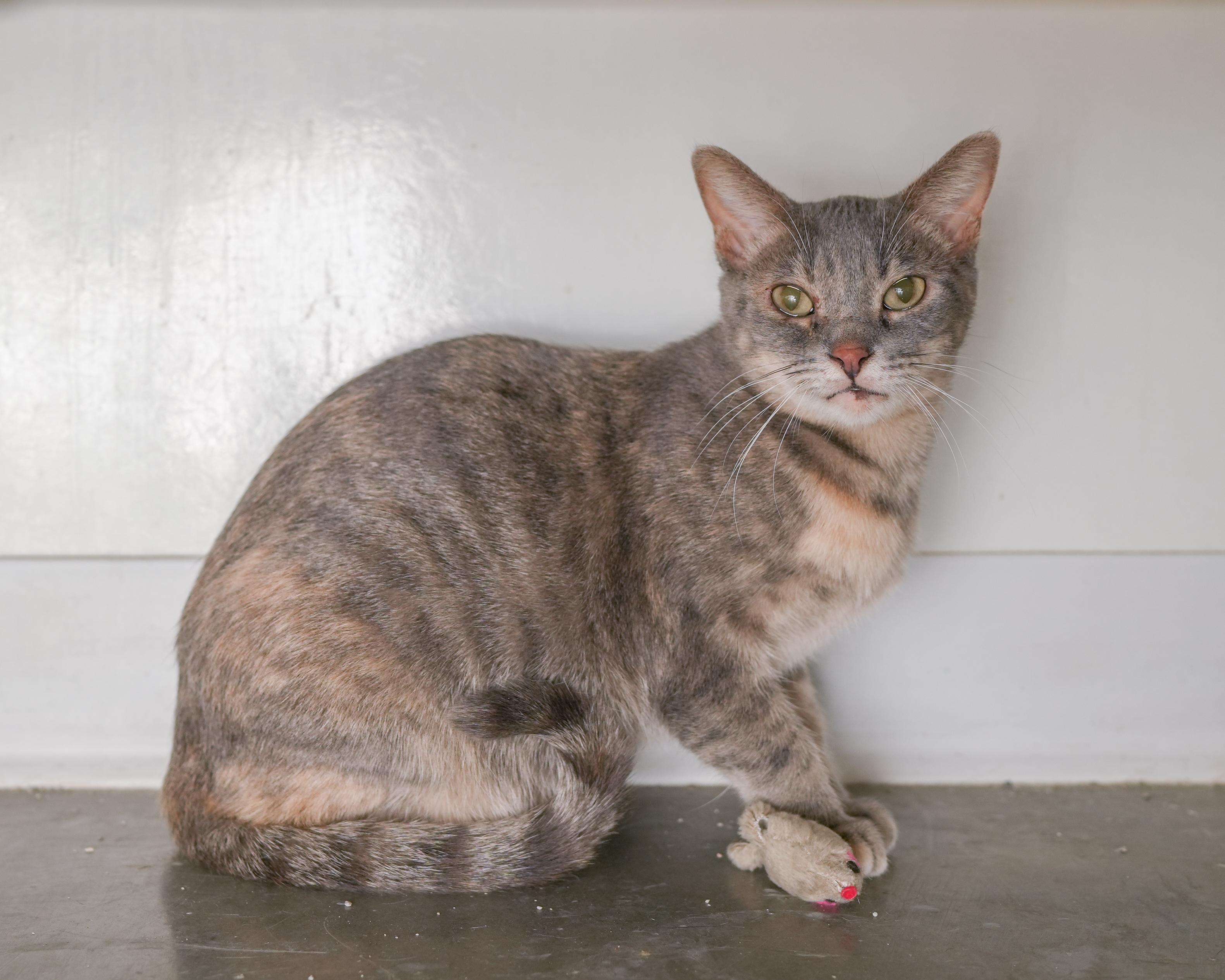 Enlarge Gretchen, a ADOPTABLE Domestic Short Hair in Boise, ID image 3/4