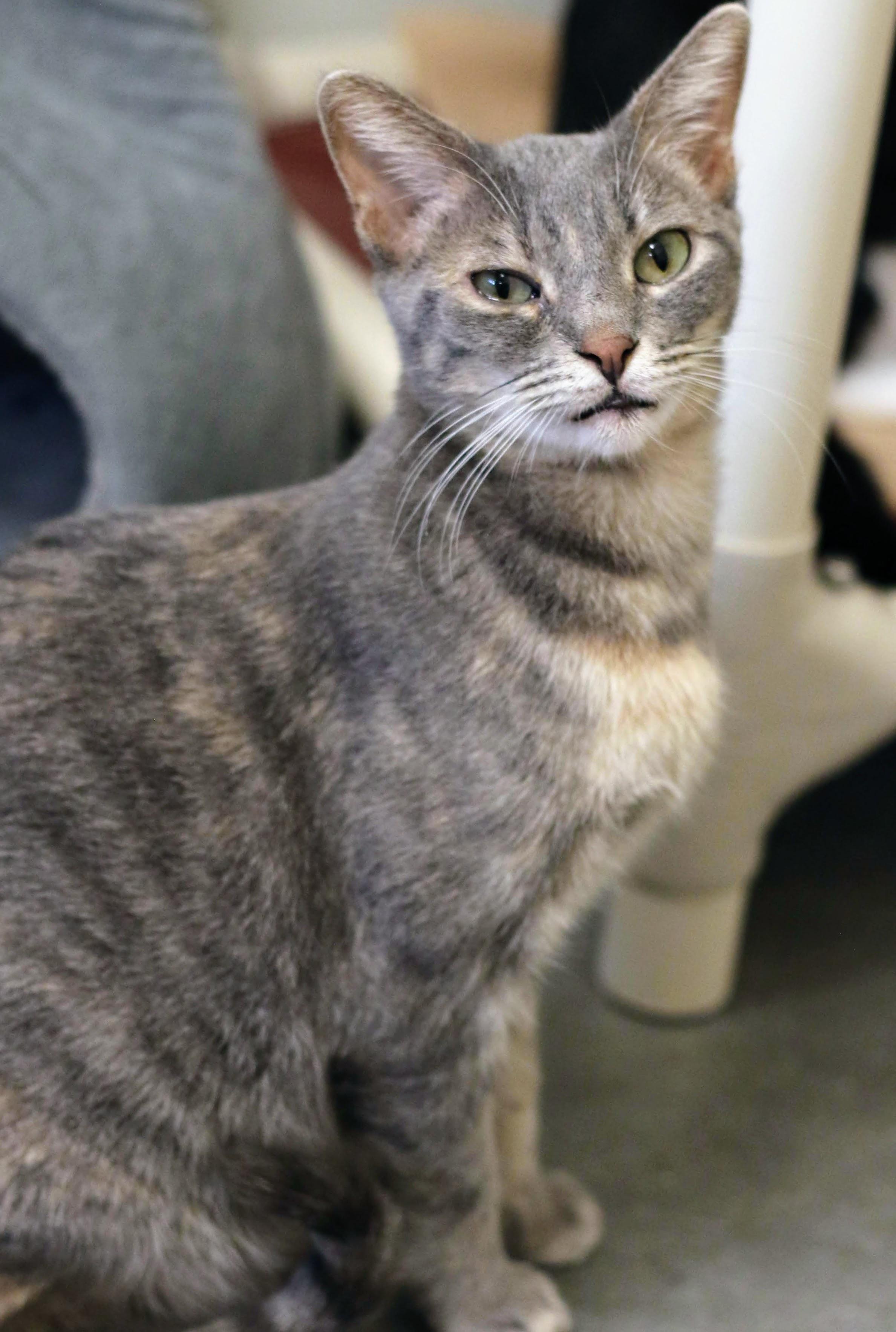 Enlarge Gretchen, a ADOPTABLE Domestic Short Hair in Boise, ID image 2/4
