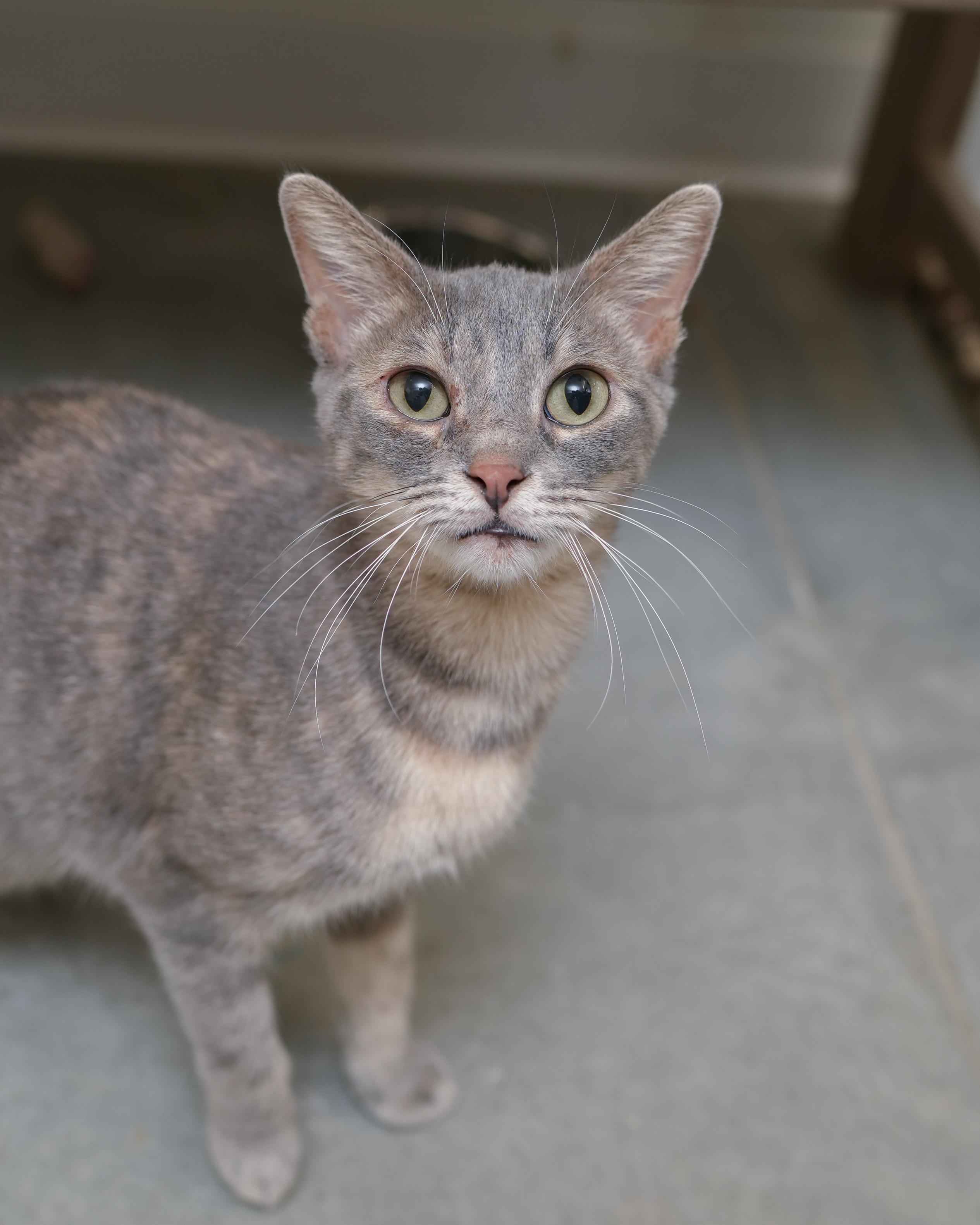 Gretchen, ADOPTABLE, Adult Female Domestic Short Hair.