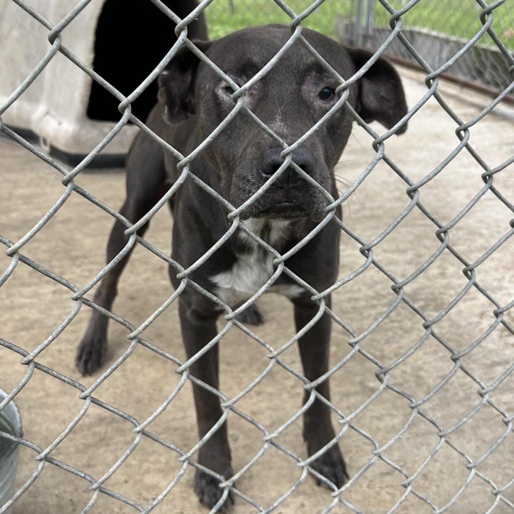 Enlarge Ghost, a Adoptable Mixed Breed in Lyons, GA image 1/6