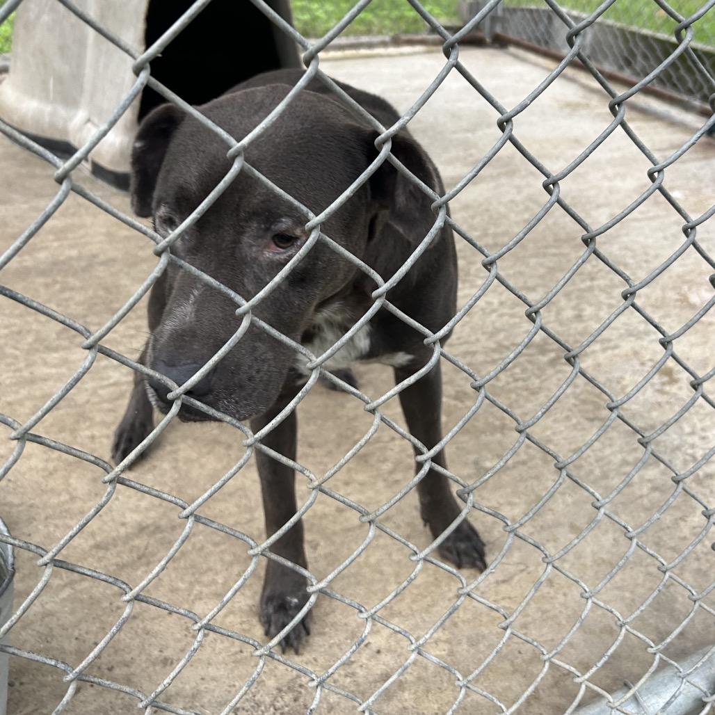 Enlarge Ghost, a Adoptable Mixed Breed in Lyons, GA image 2/6
