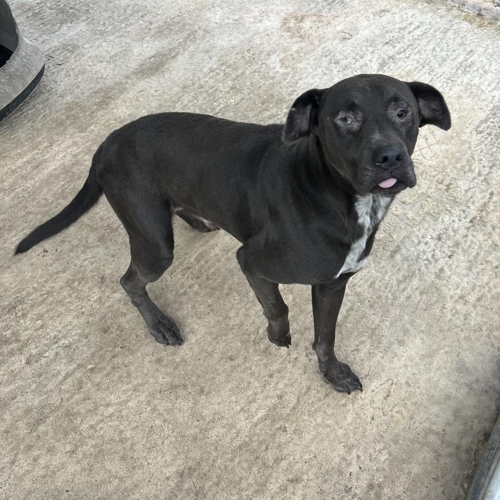 Enlarge Ghost, a Adoptable Mixed Breed in Lyons, GA image 3/6