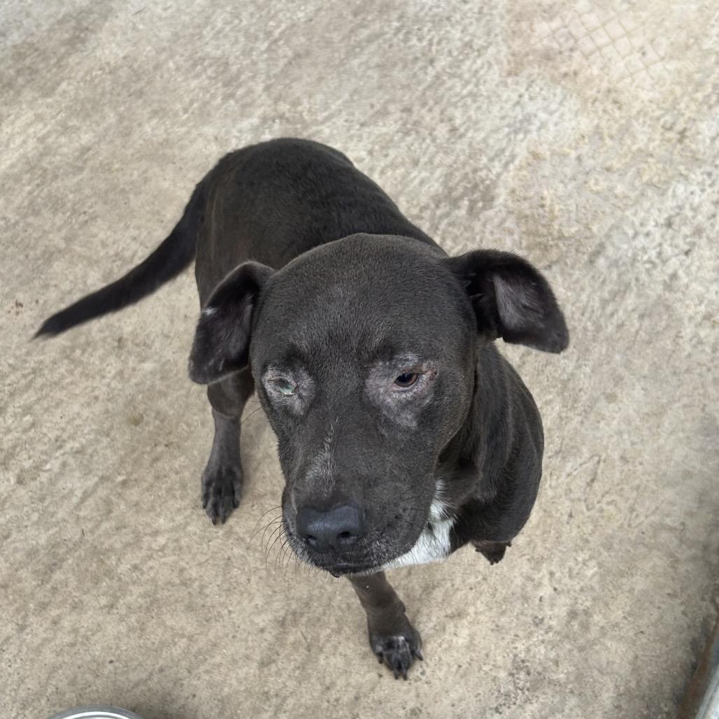 Enlarge Ghost, a Adoptable Mixed Breed in Lyons, GA image 4/6