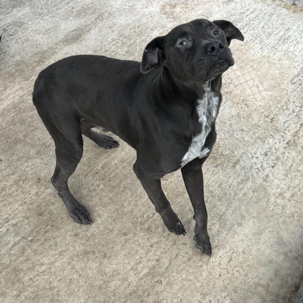 Enlarge Ghost, a Adoptable Mixed Breed in Lyons, GA image 5/6