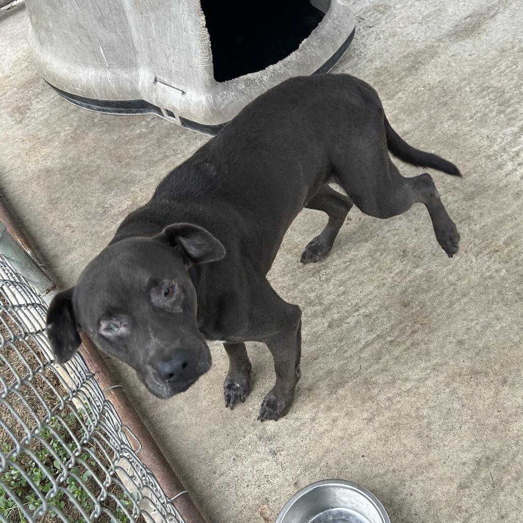 Enlarge Ghost, a Adoptable Mixed Breed in Lyons, GA image 6/6