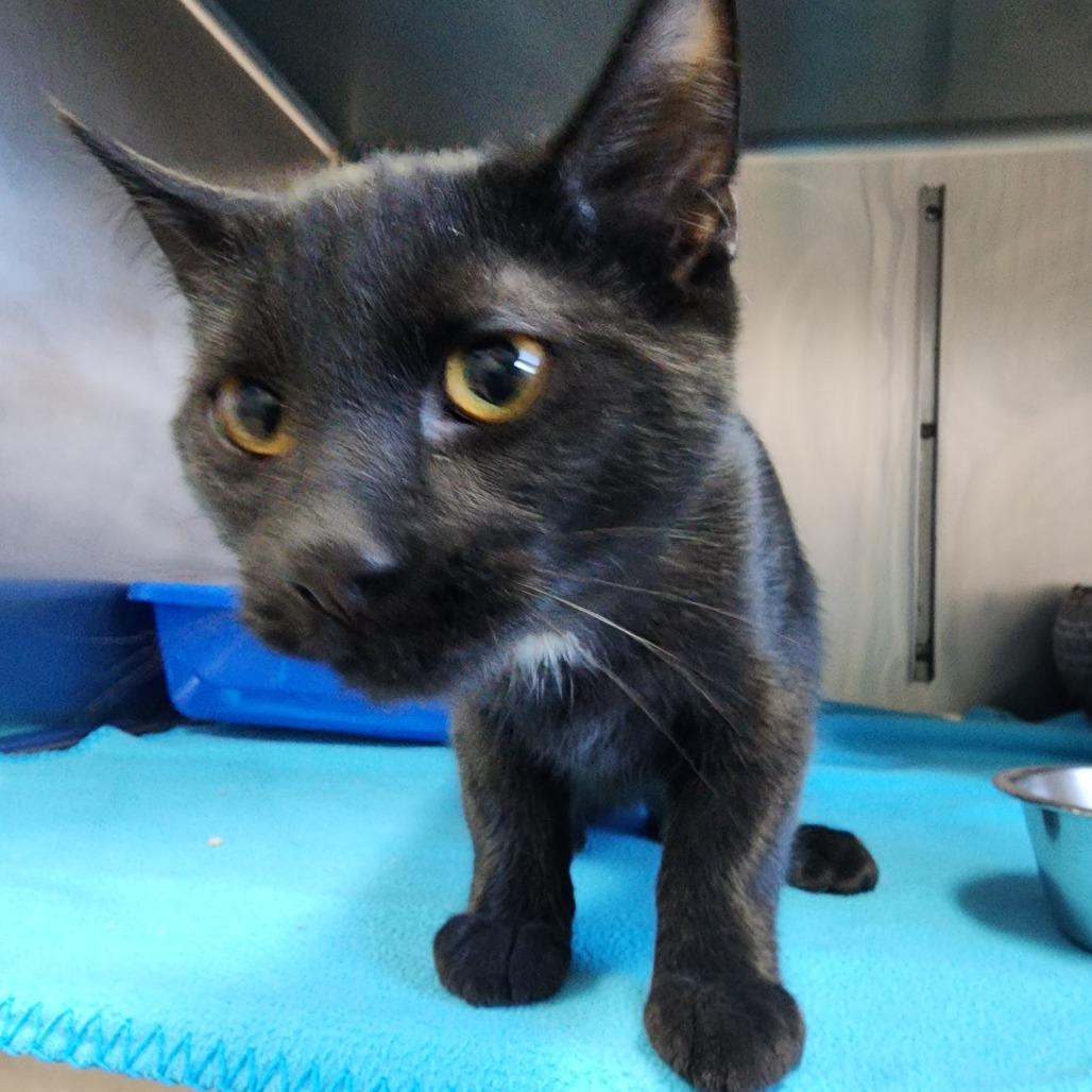 Dr. Facilier, Adoptable, Kitten Male Domestic Short Hair.