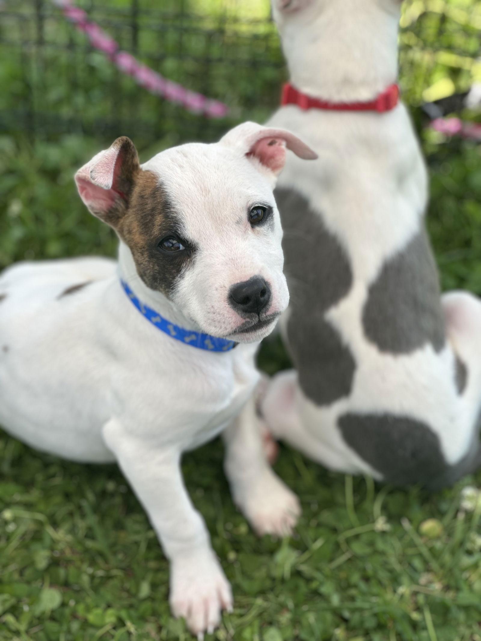 Enlarge Patches, a Adopted mixed breed in Mint Hill, NC image 1/3
