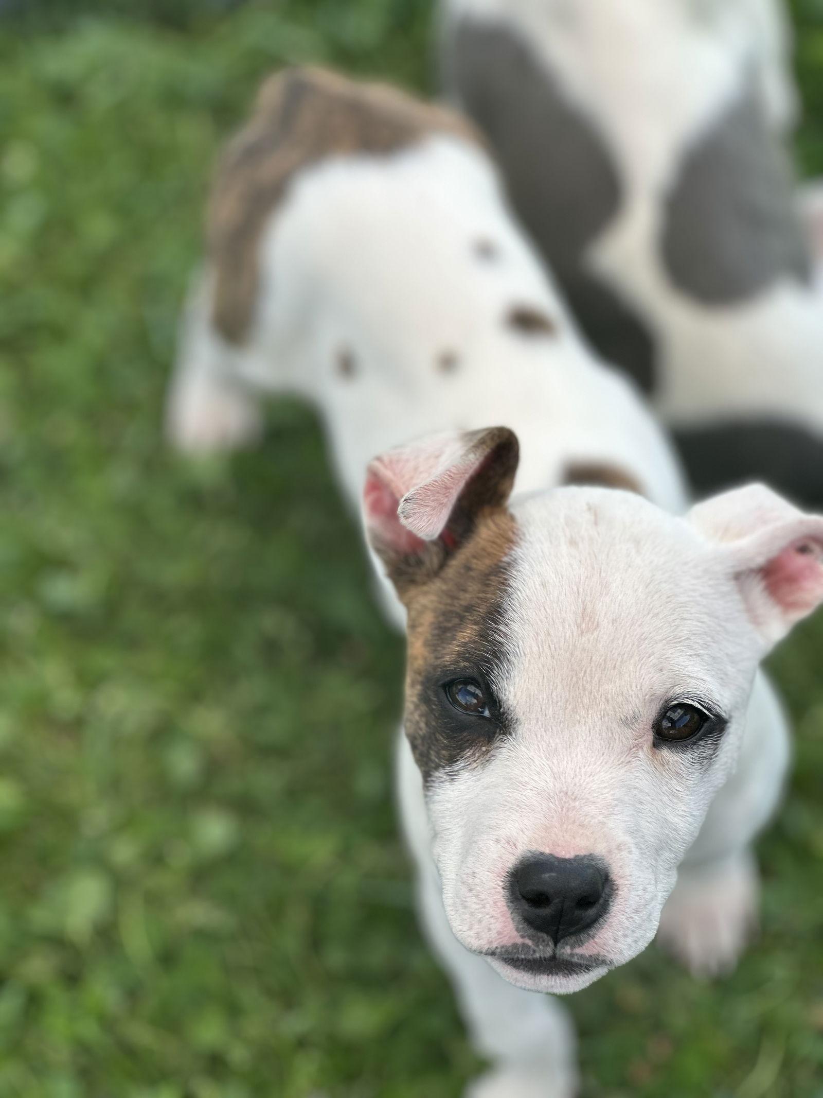 Enlarge Patches, a Adopted mixed breed in Mint Hill, NC image 2/3