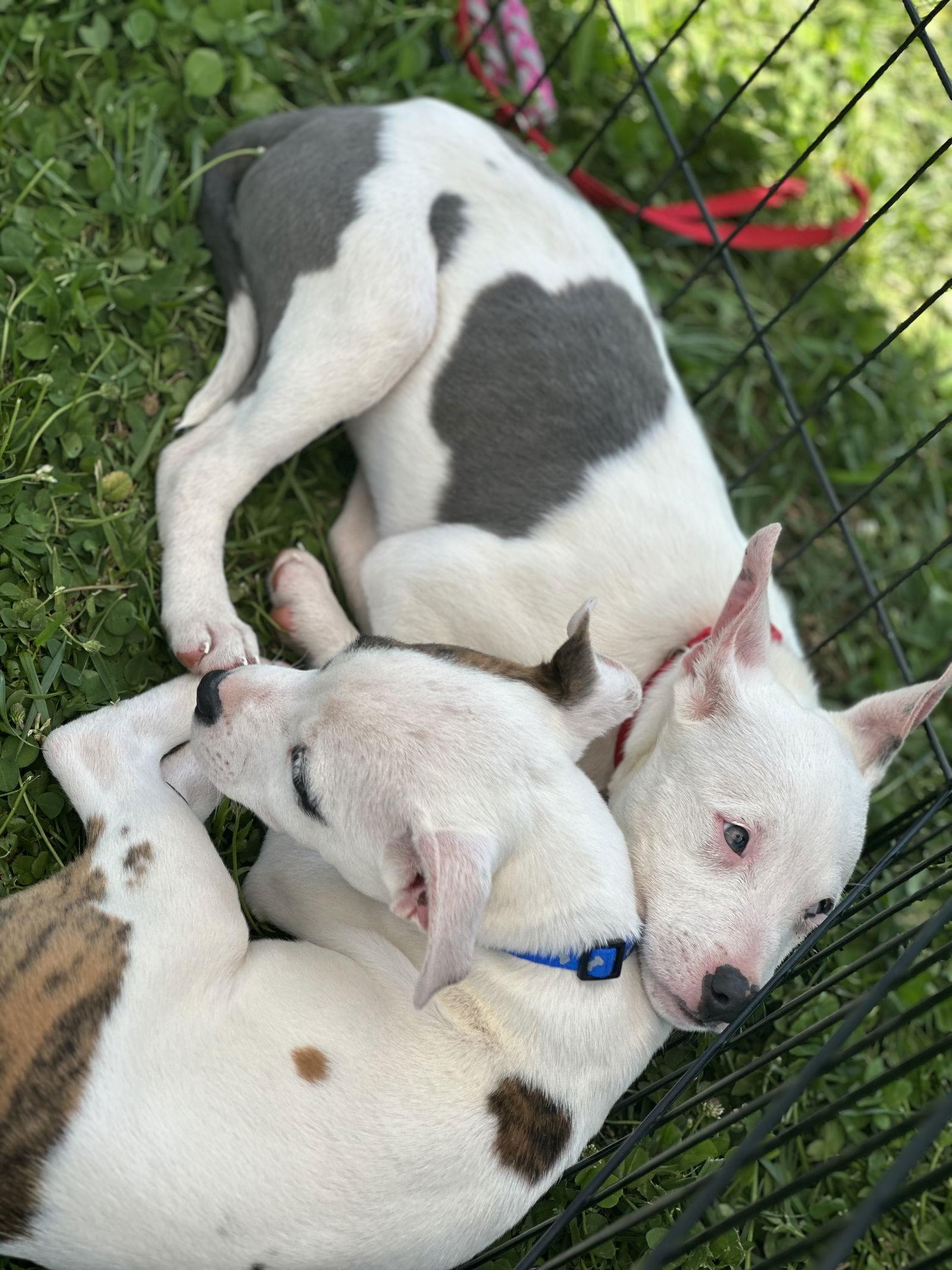 Enlarge Patches, a Adopted mixed breed in Mint Hill, NC image 3/3