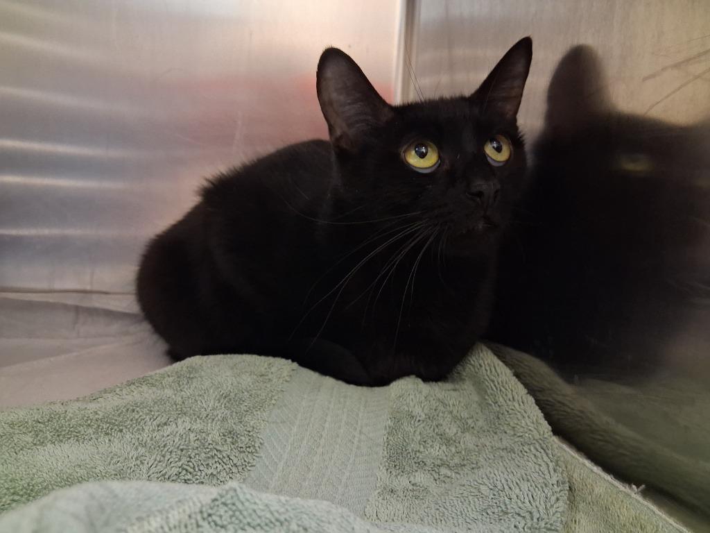 Enlarge RUBY, a Adoptable mixed breed in Wintersville, OH image 1/2