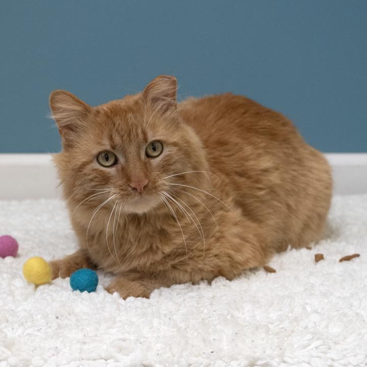 Frankie, Adoptable, Adult Male Domestic Long Hair.