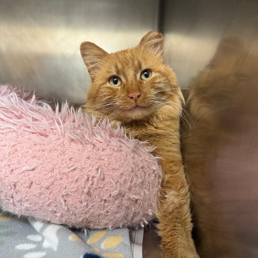 Enlarge Frankie, a Adoptable Domestic Long Hair in Pekin, IL image 2/4