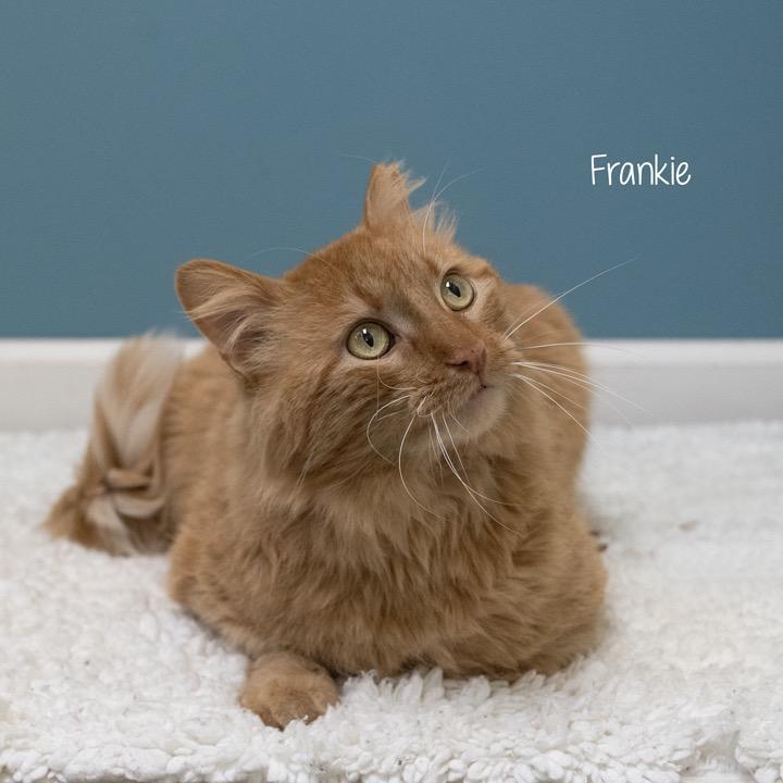 Enlarge Frankie, a Adoptable Domestic Long Hair in Pekin, IL image 3/4