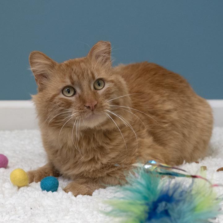 Enlarge Frankie, a Adoptable Domestic Long Hair in Pekin, IL image 4/4