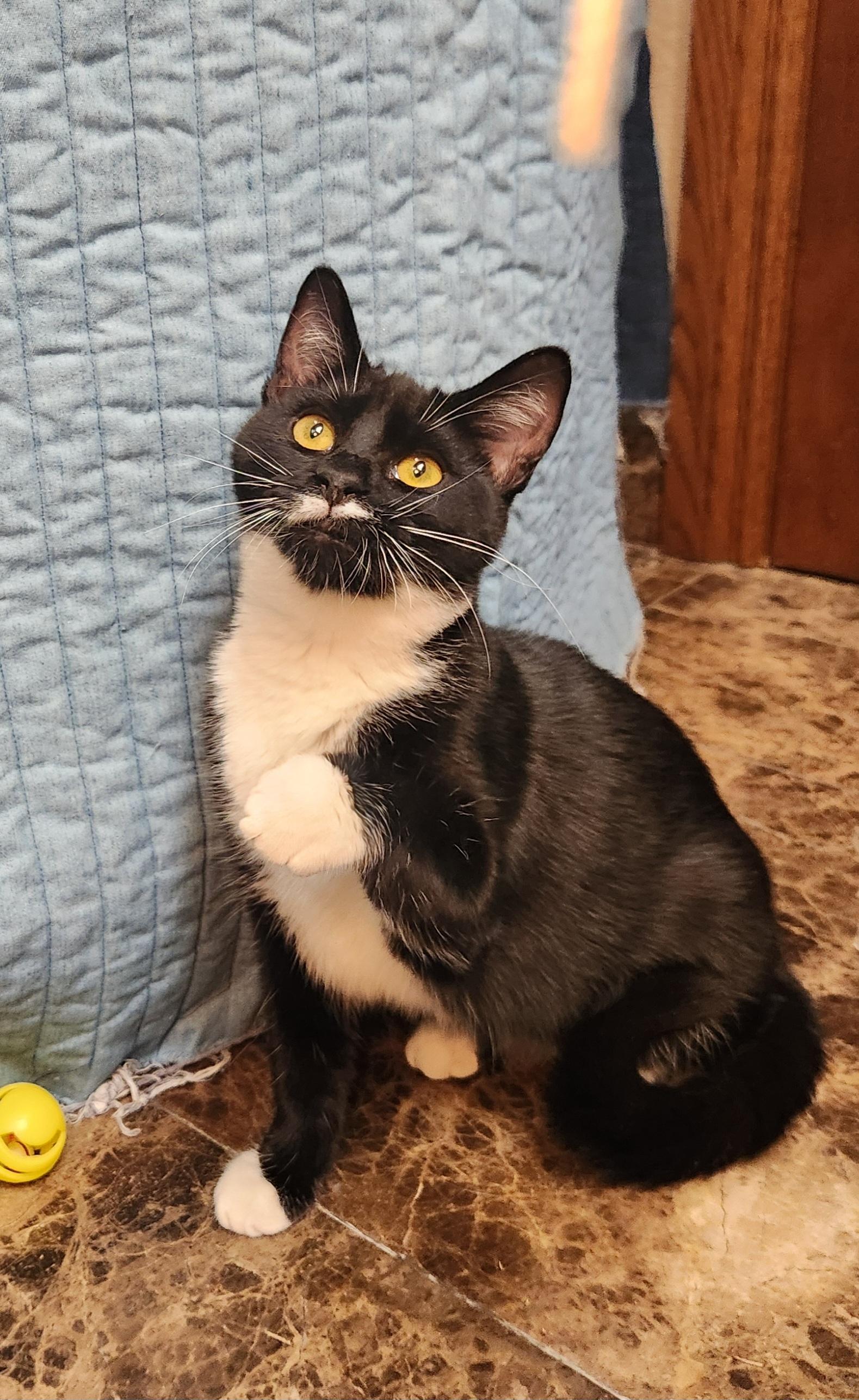 Venus, a Adoptable Domestic Short Hair in Oklahoma City, OK image 2/5