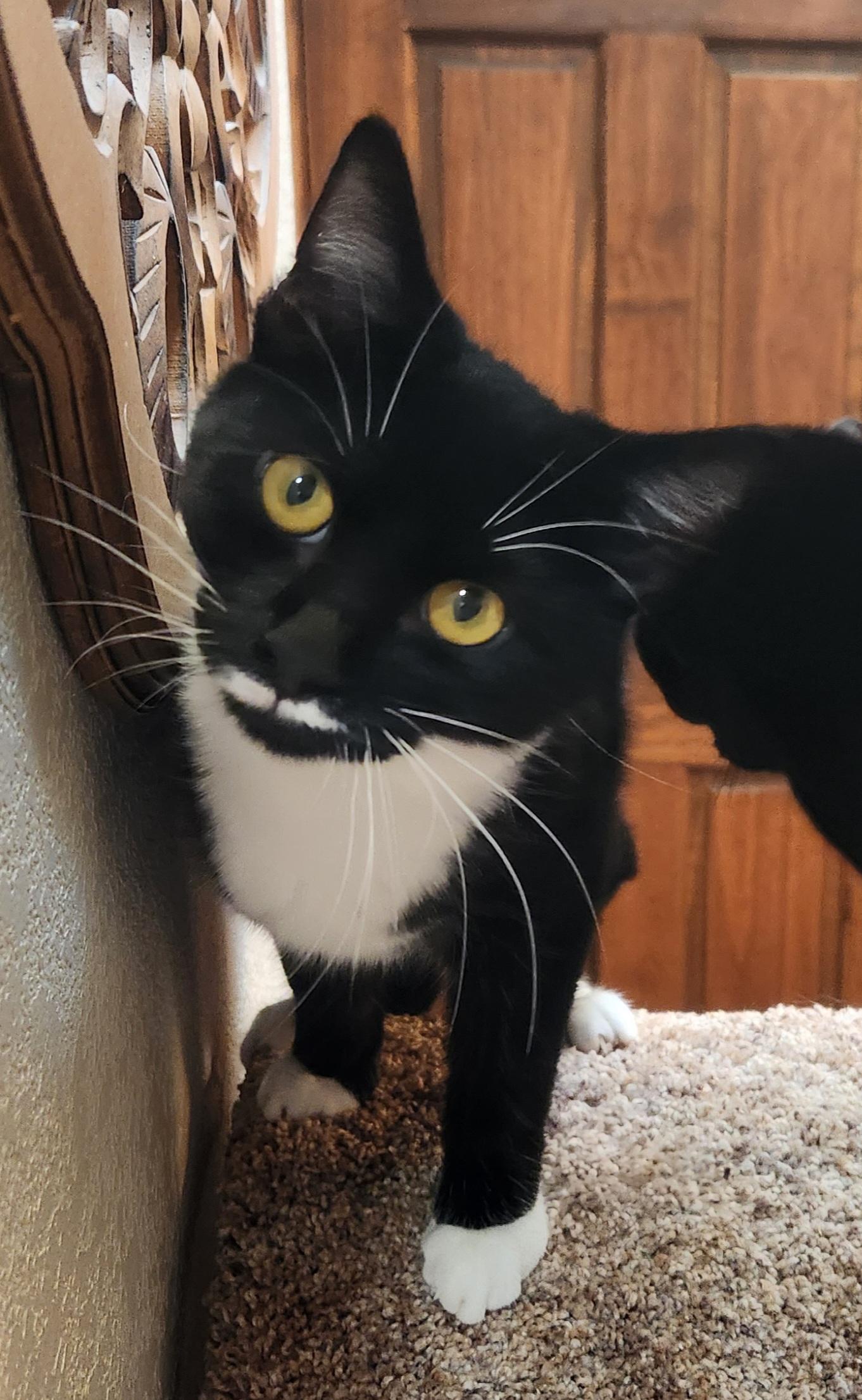 Venus, a Adoptable Domestic Short Hair in Oklahoma City, OK image 3/5