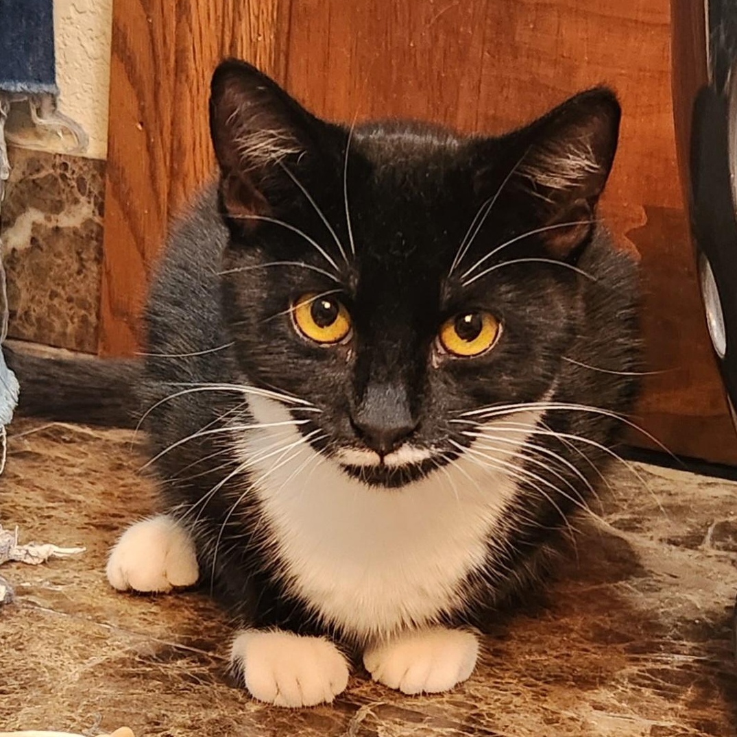 Venus, a Adoptable Domestic Short Hair in Oklahoma City, OK image 1/5