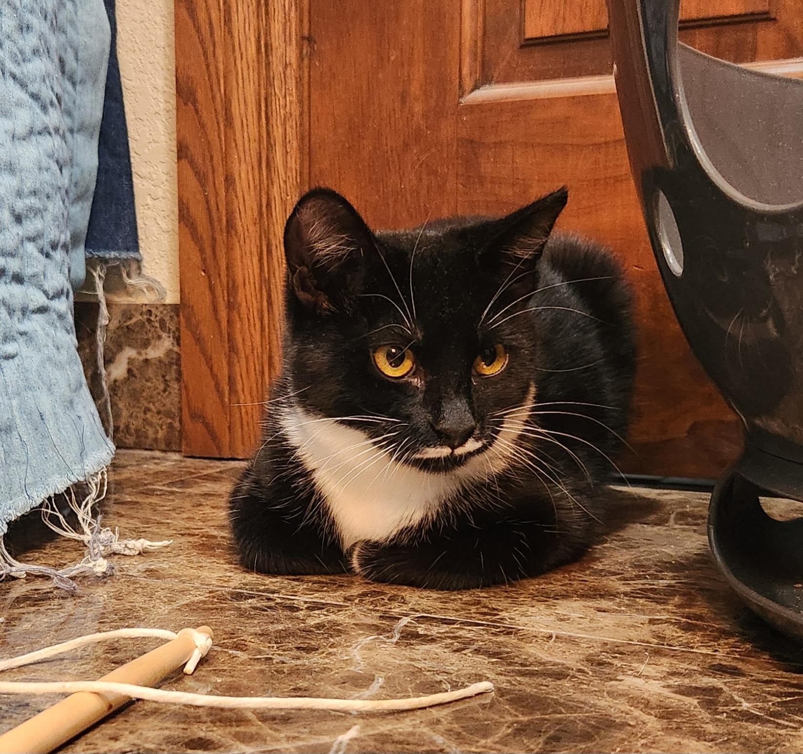 Venus, a Adoptable Domestic Short Hair in Oklahoma City, OK image 4/5