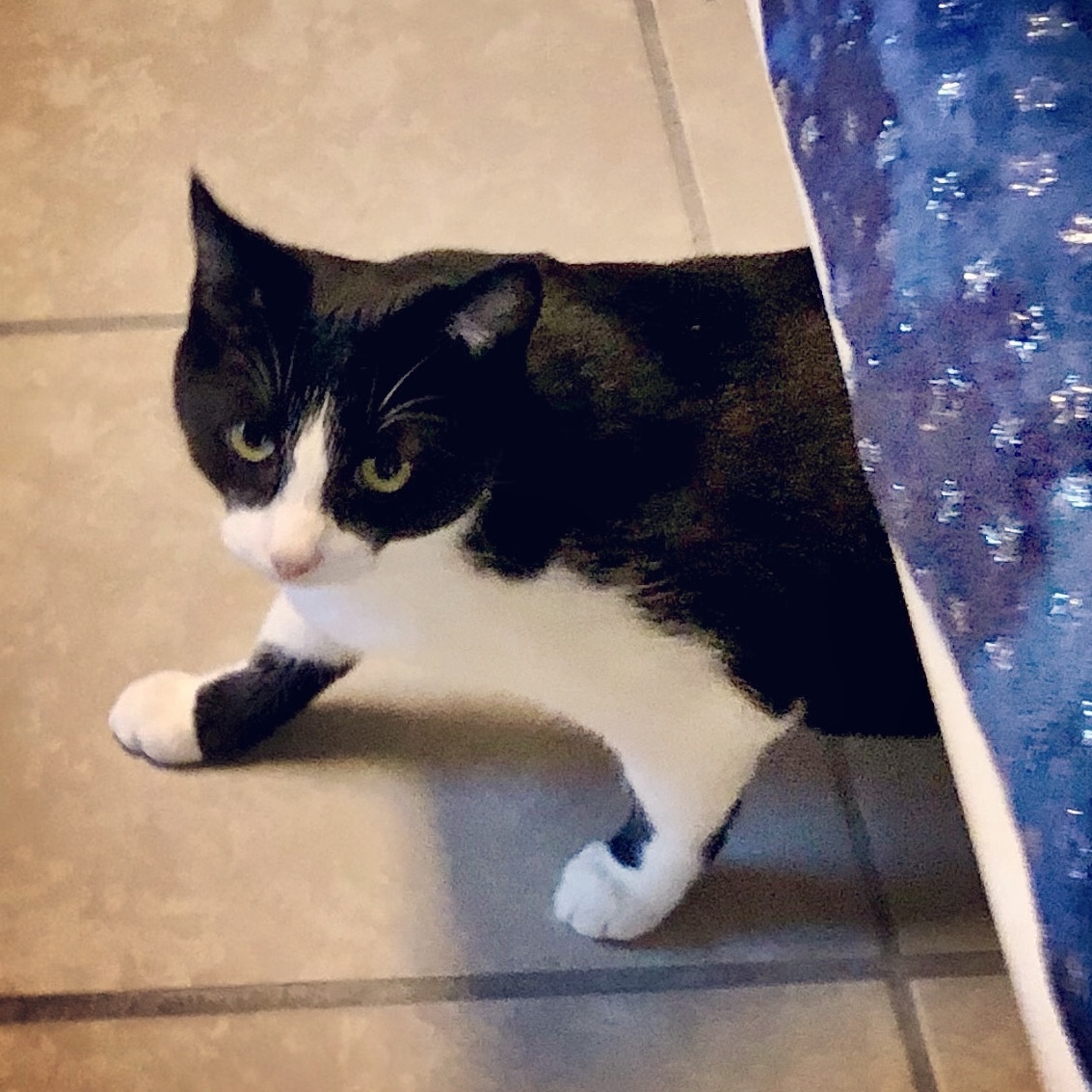 Boogie, a Adoptable Domestic Short Hair in Gallatin, TN image 1/9