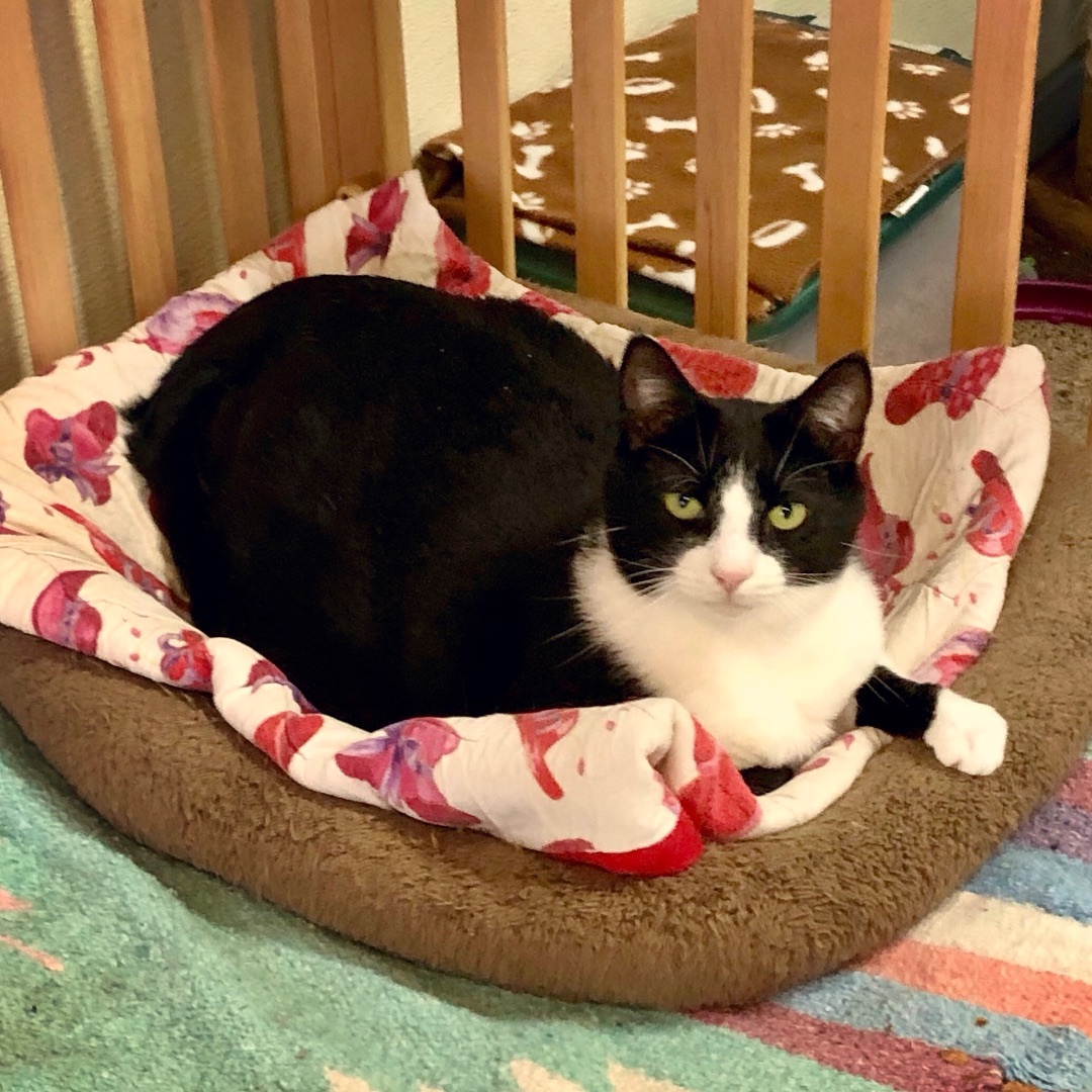 Boogie, a Adoptable Domestic Short Hair in Gallatin, TN image 2/9