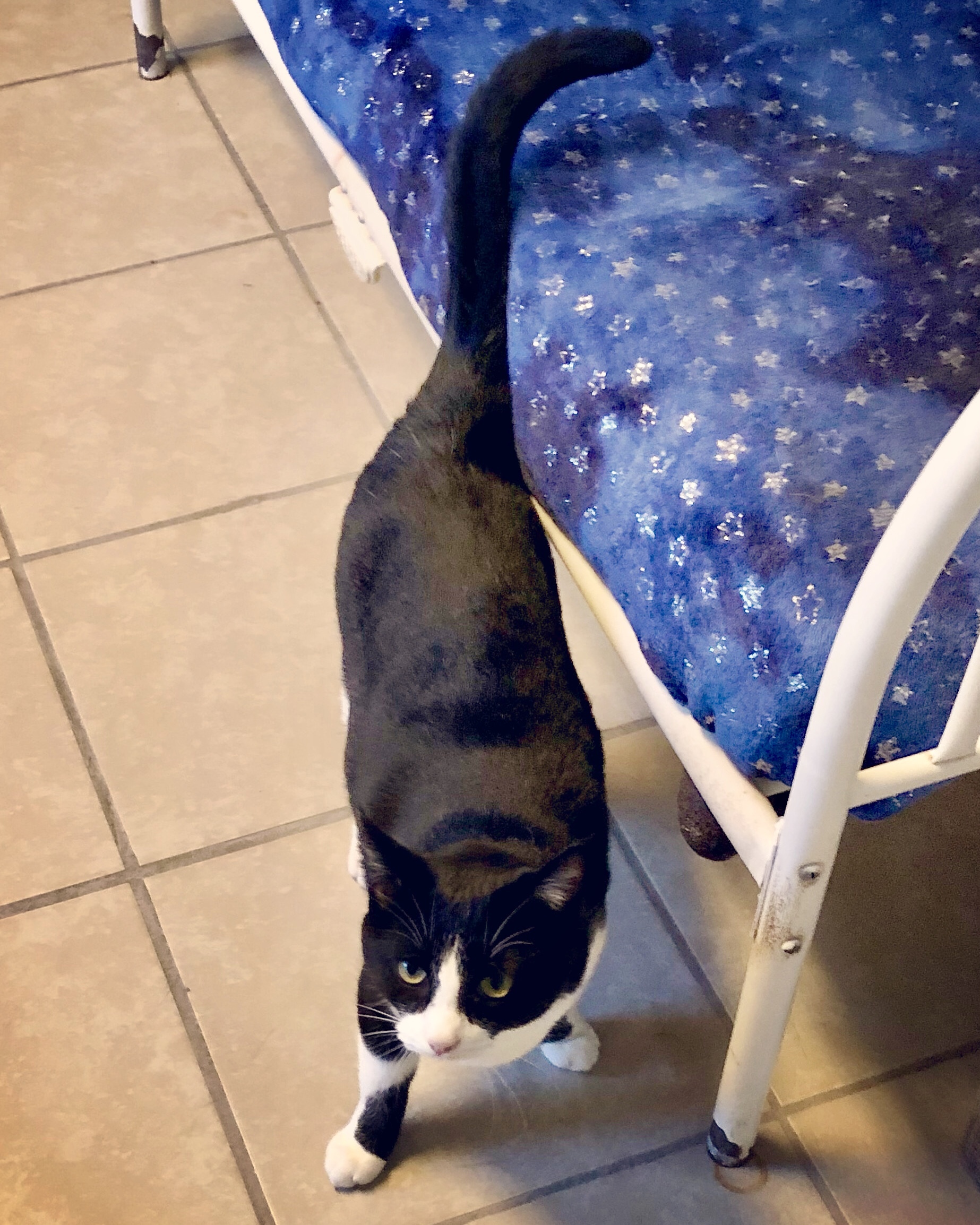 Boogie, Adoptable, Young Male Domestic Short Hair.