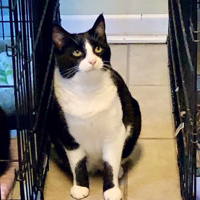 Boogie, a Adoptable Domestic Short Hair in Gallatin, TN image 4/9