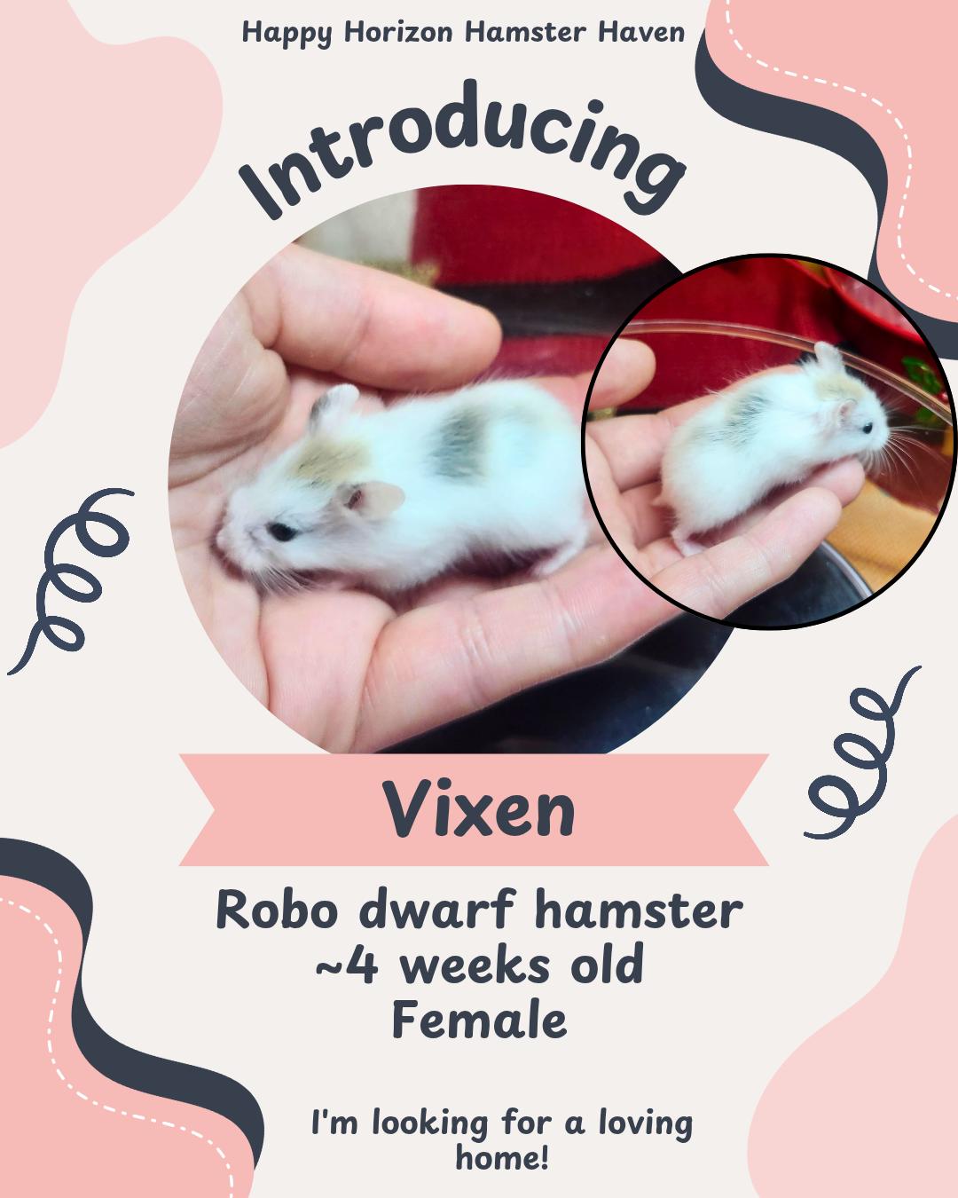 The Reindeer Bunch, a ADOPTABLE Hamster image 1/2