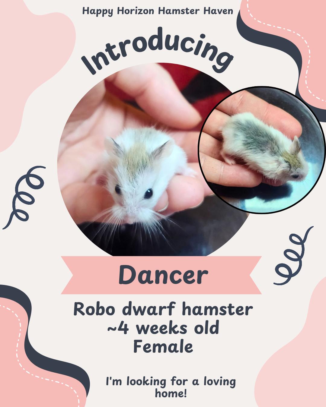 The Reindeer Bunch, a ADOPTABLE Hamster image 2/2