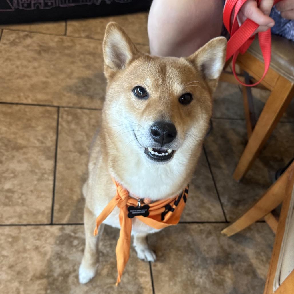 Bento, Adoptable, Adult Male Shiba Inu.