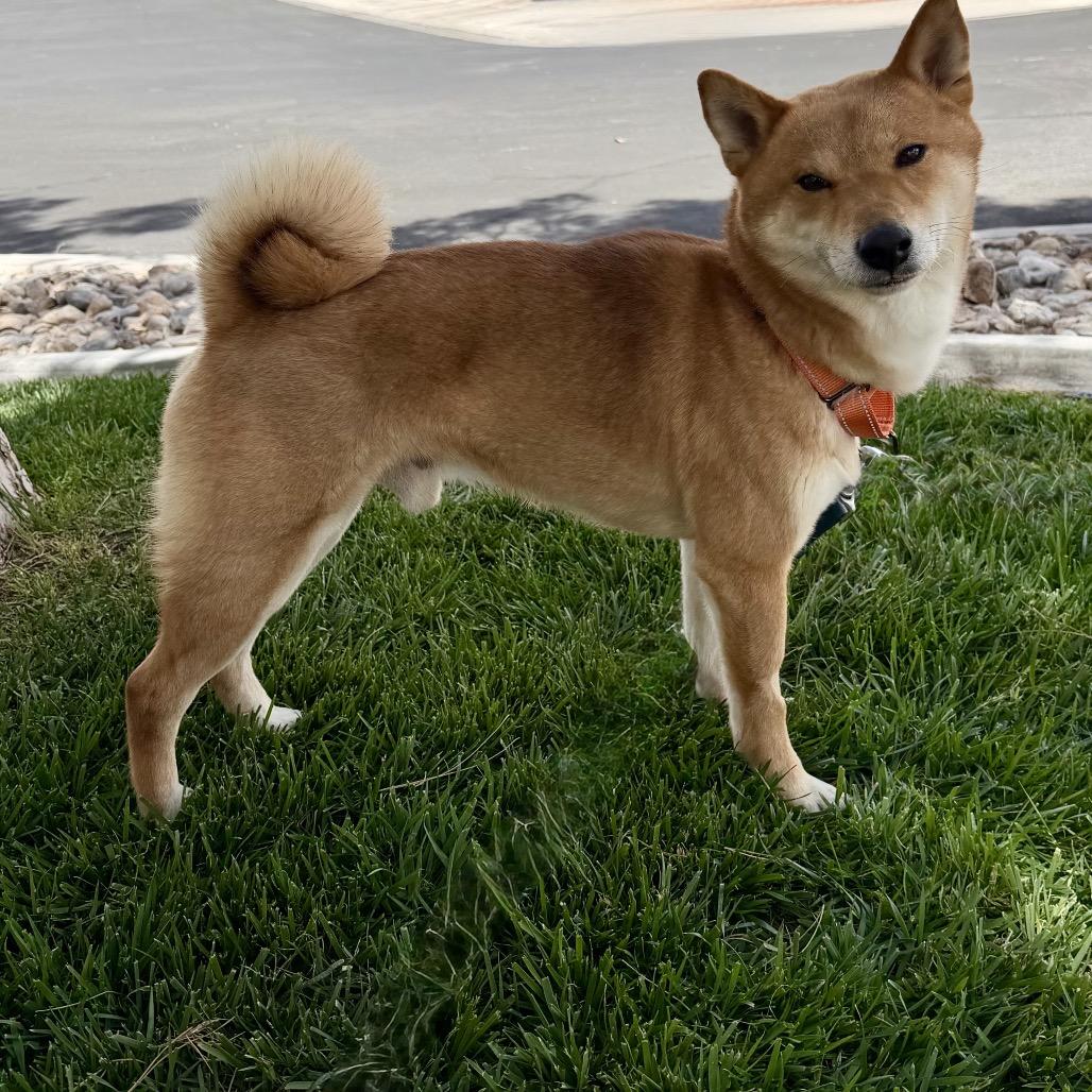 Enlarge Bento, a Adoptable Shiba Inu in Las Vegas, NV image 1/6