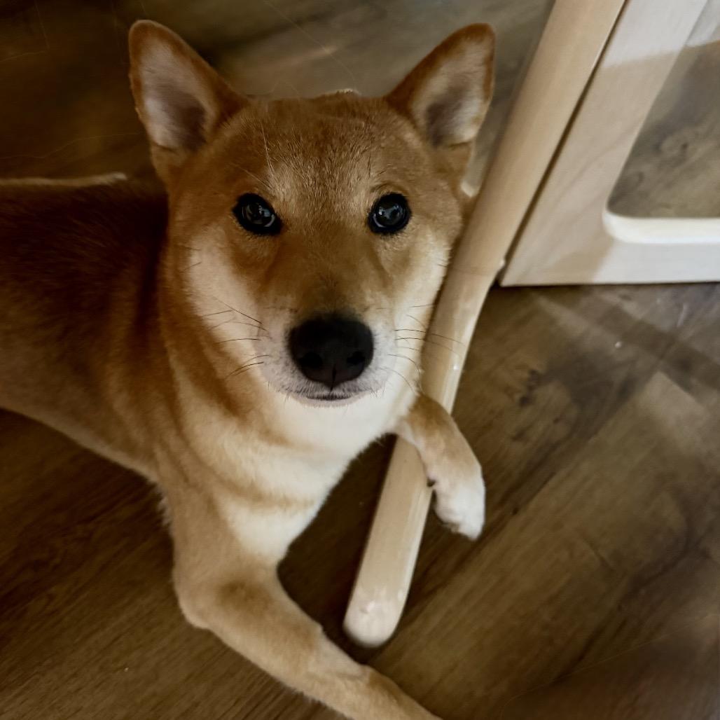 Enlarge Bento, a Adoptable Shiba Inu in Las Vegas, NV image 2/6