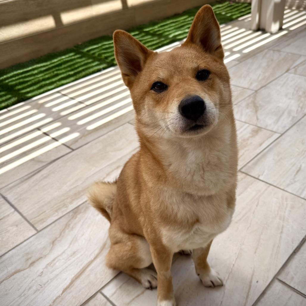 Enlarge Bento, a Adoptable Shiba Inu in Las Vegas, NV image 3/6