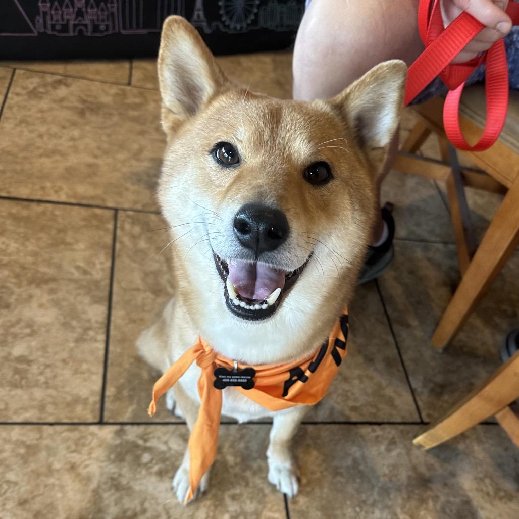 Bento, a Adoptable Shiba Inu in Las Vegas, NV image 5/6