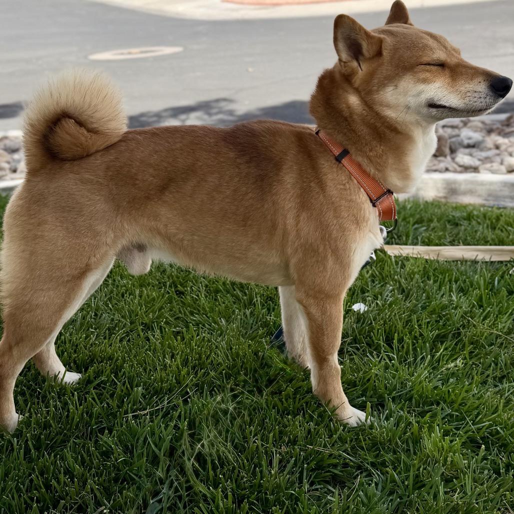 Enlarge Bento, a Adoptable Shiba Inu in Las Vegas, NV image 4/6