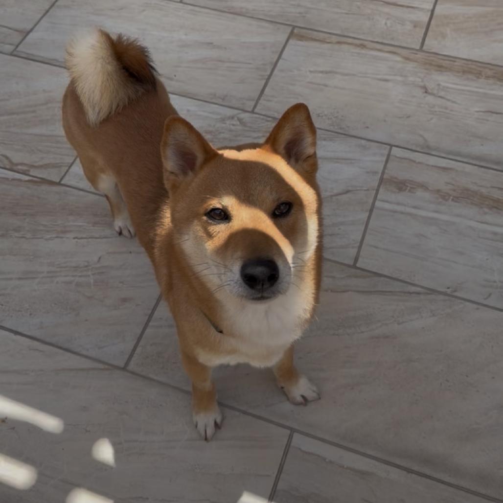Enlarge Bento, a Adoptable Shiba Inu in Las Vegas, NV image 5/6