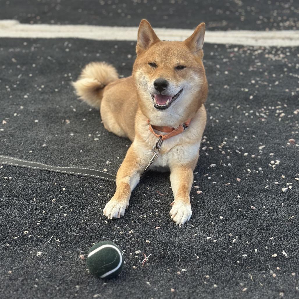 Bento, a Adoptable Shiba Inu in Las Vegas, NV image 6/6