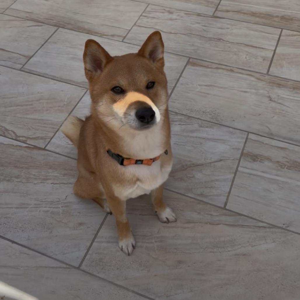 Enlarge Bento, a Adoptable Shiba Inu in Las Vegas, NV image 6/6